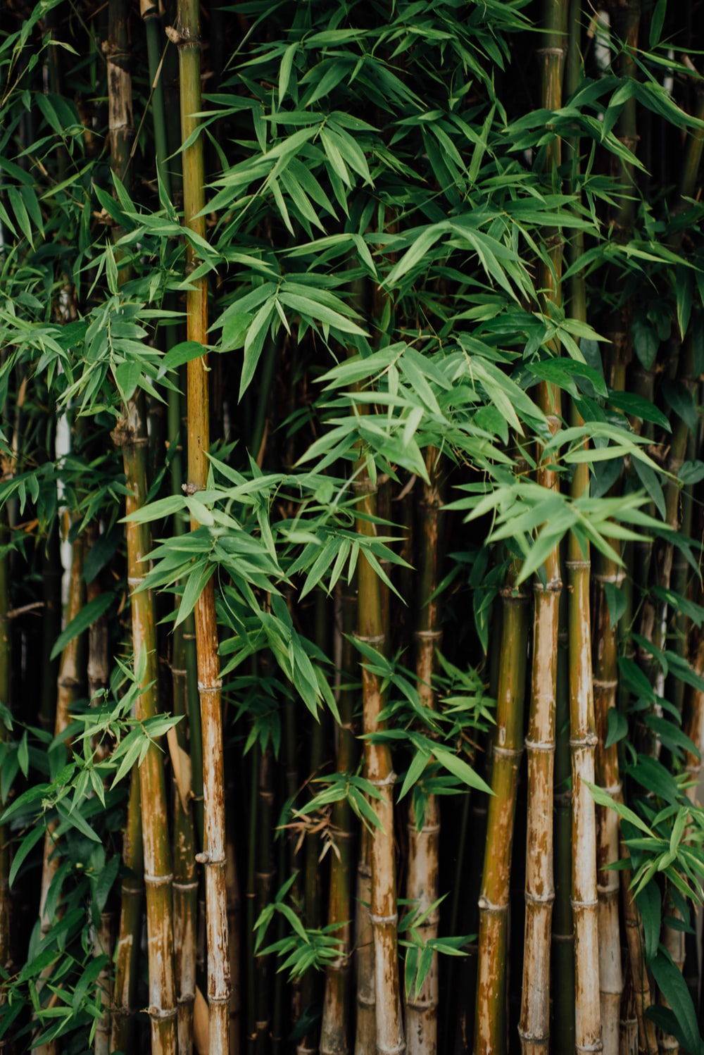 bamboo